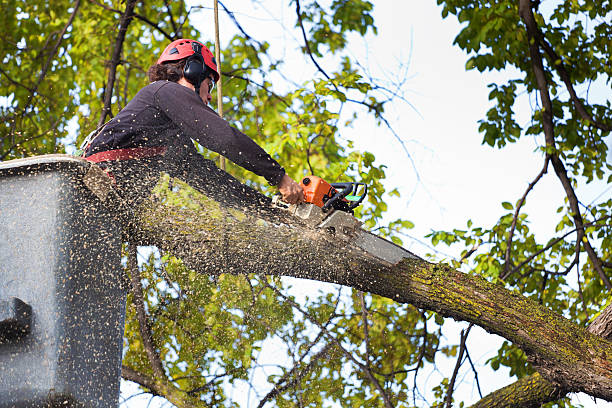 Professional Tree Removal in Redstone Arsenal, AL